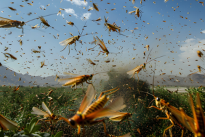 The Locusts Are Coming!