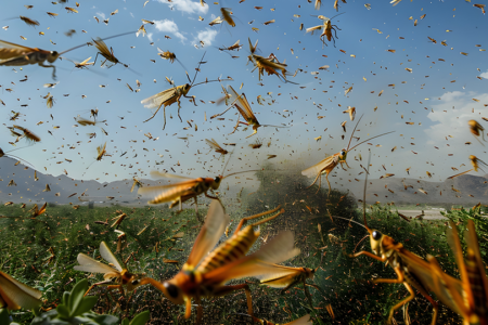 The Locusts Are Coming!