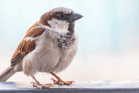 Sparrow