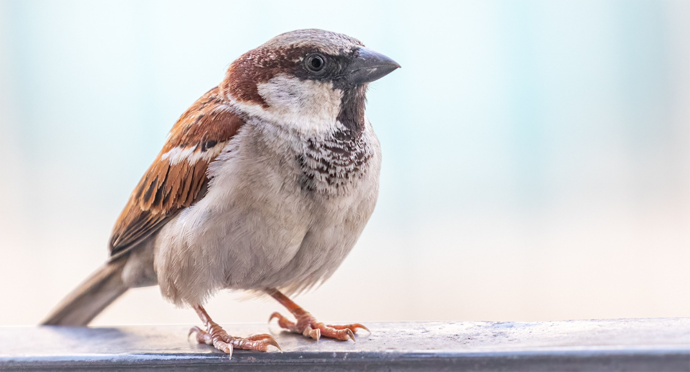 Sparrow